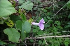 Argyreia sericea